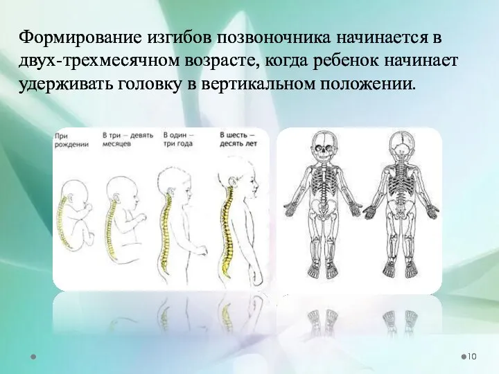 Формирование изгибов позвоночника начинается в двух-трехмесячном возрасте, когда ребенок начинает удерживать головку в вертикальном положении.