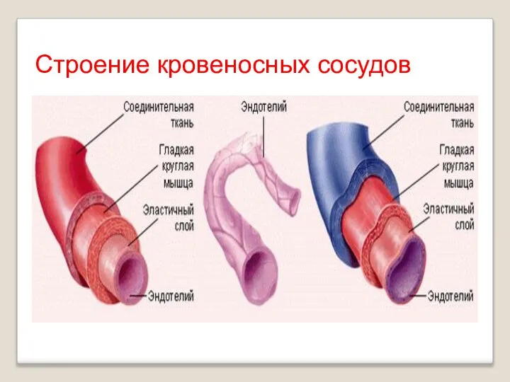 Строение кровеносных сосудов