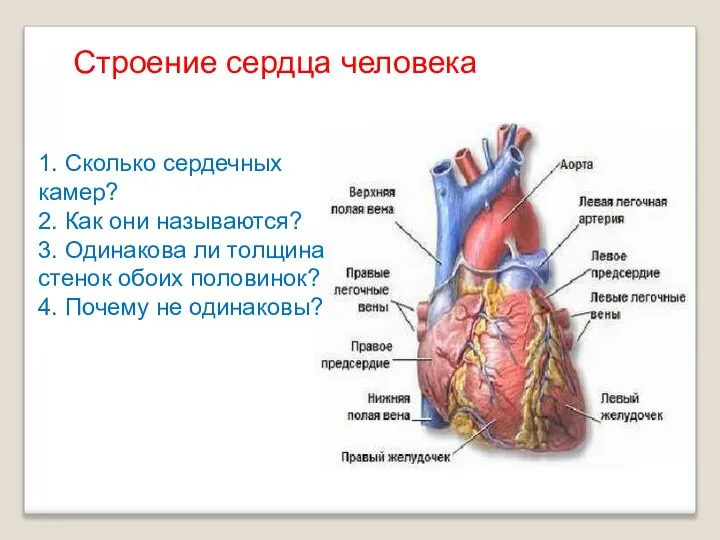 Строение сердца человека 1. Сколько сердечных камер? 2. Как они называются? 3.