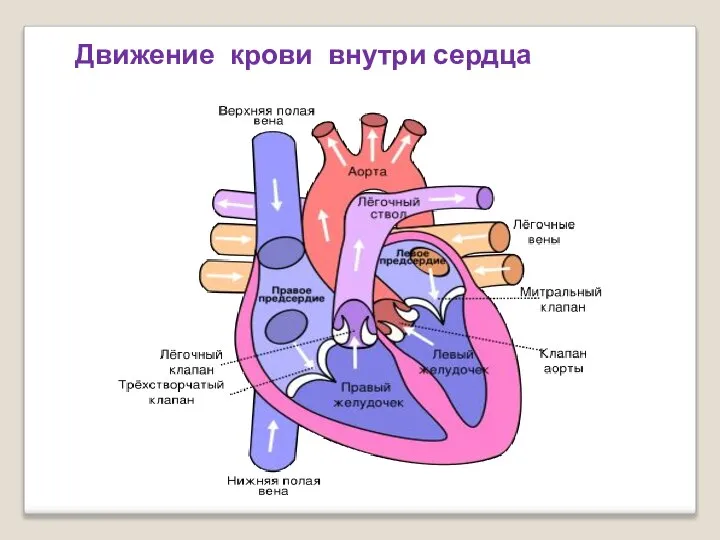 Движение крови внутри сердца