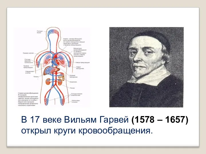 В 17 веке Вильям Гарвей (1578 – 1657) открыл круги кровообращения.