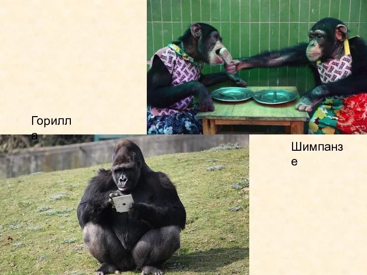 Горилла Шимпанзе