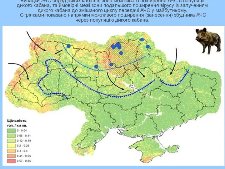 Випадки АЧС серед диких кабанів, зона можливого поширення АЧС в популяції дикого