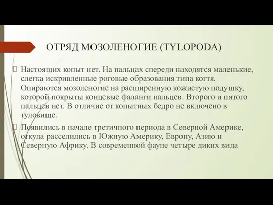 ОТРЯД МОЗОЛЕНОГИЕ (TYLOPODA) Настоящих копыт нет. На пальцах спереди находятся маленькие, слегка