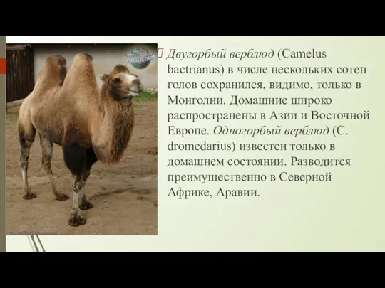 Двугорбый верблюд (Camelus bactrianus) в числе нескольких сотен голов сохранился, видимо, только