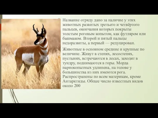 Название отряду дано за наличие у этих животных развитых третьего и четвёртого