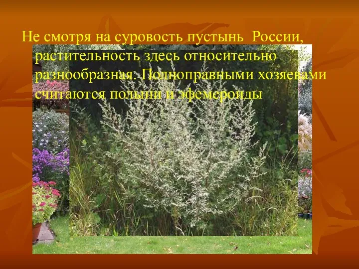 Не смотря на суровость пустынь России, растительность здесь относительно разнообразная. Полноправными хозяевами считаются полыни и эфемероиды