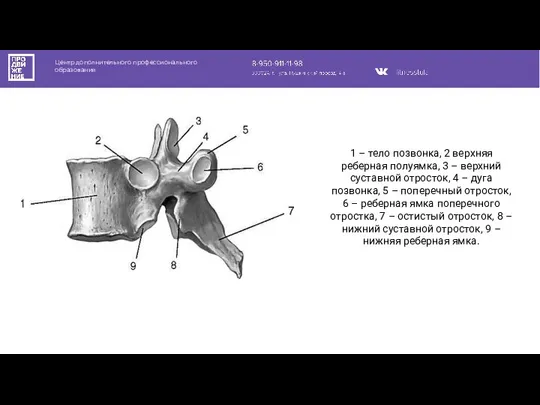 Центр дополнительного профессионального образования 1 – тело позвонка, 2 верхняя реберная полуямка,