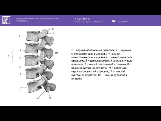 Центр дополнительного профессионального образования 1 – первый поясничный позвонок, 2 – верхняя
