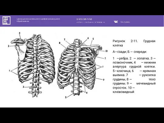 Центр дополнительного профессионального образования Рисунок 2-11. Грудная клетка А—сзади; Б — спереди: