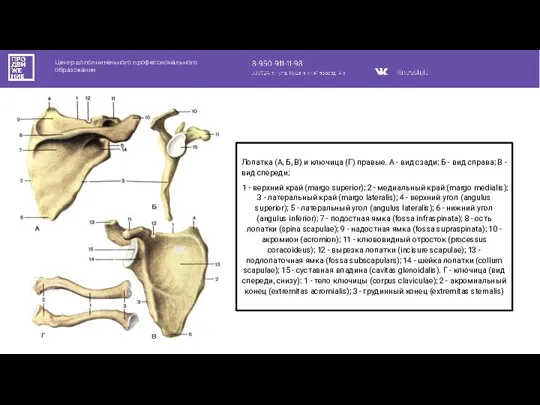 Центр дополнительного профессионального образования Лопатка (А, Б, В) и ключица (Г) правые.