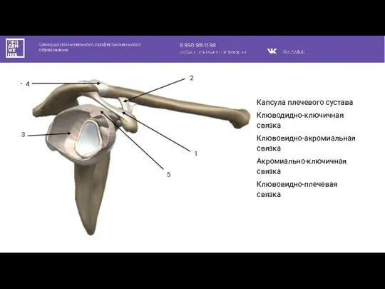 Центр дополнительного профессионального образования Капсула плечевого сустава Клюводидно-ключичная связка Клювовидно-акромиальная связка Акромиально-ключичная связка Клювовидно-плечевая связка