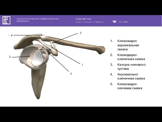 Центр дополнительного профессионального образования Клювовидно-акромиальная связка Клюводидно-ключичная связка Капсула плечевого сустава Акромиально-ключичная связка Клювовидно-плечевая связка