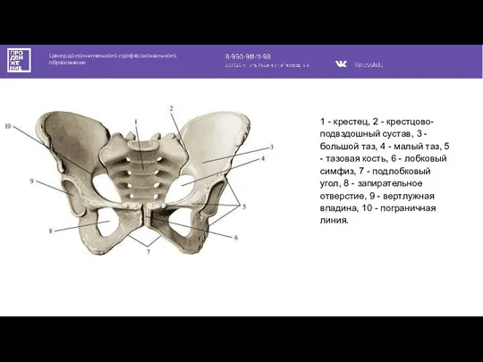 Центр дополнительного профессионального образования 1 - крестец, 2 - крестцово-подвздошный сустав, 3