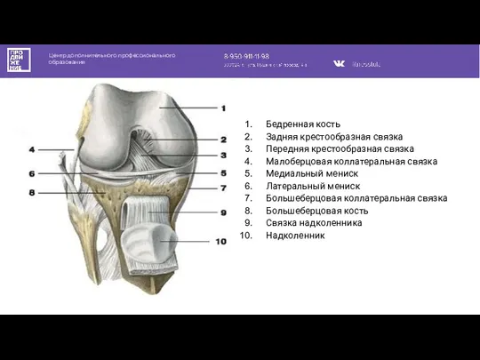 Центр дополнительного профессионального образования Бедренная кость Задняя крестообразная связка Передняя крестообразная связка