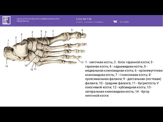 Центр дополнительного профессионального образования 1 - пяточная кость; 2 - блок таранной