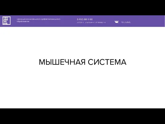 Центр дополнительного профессионального образования МЫШЕЧНАЯ СИСТЕМА