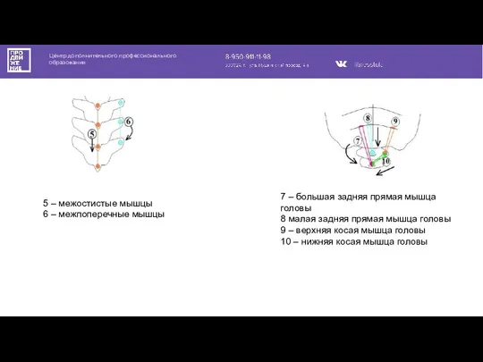 Центр дополнительного профессионального образования 5 – межостистые мышцы 6 – межпоперечные мышцы