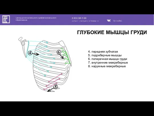 Центр дополнительного профессионального образования 4. передняя зубчатая 5. подреберные мышцы 6. поперечная