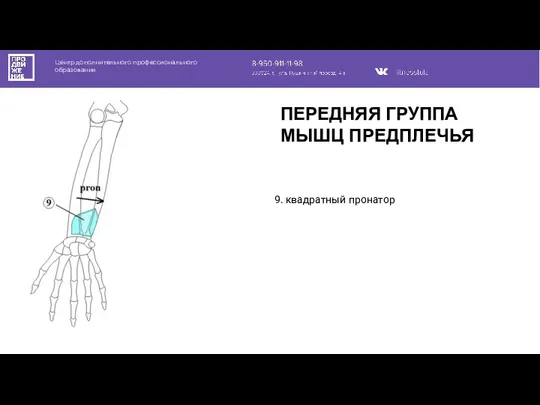 Центр дополнительного профессионального образования 9. квадратный пронатор ПЕРЕДНЯЯ ГРУППА МЫШЦ ПРЕДПЛЕЧЬЯ