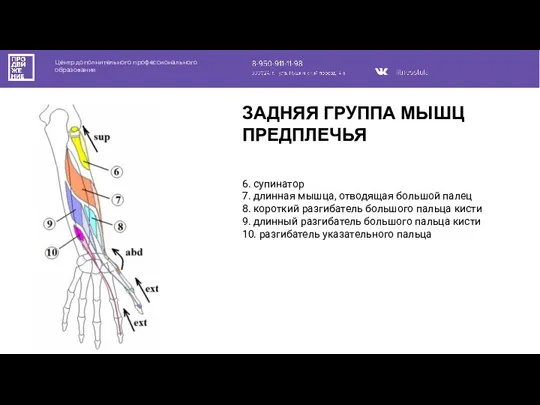 Центр дополнительного профессионального образования 6. супинатор 7. длинная мышца, отводящая большой палец