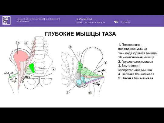 Центр дополнительного профессионального образования ГЛУБОКИЕ МЫШЦЫ ТАЗА 1. Подвздошно-поясничная мышца 1а –