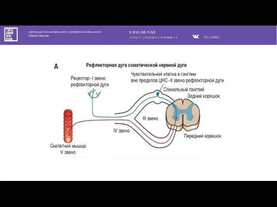 Центр дополнительного профессионального образования