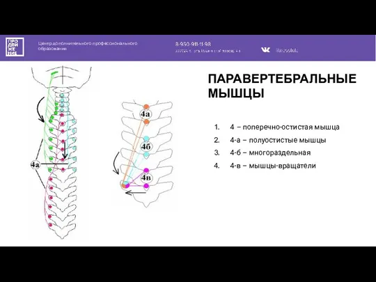 Центр дополнительного профессионального образования 4 – поперечно-остистая мышца 4-а – полуостистые мышцы