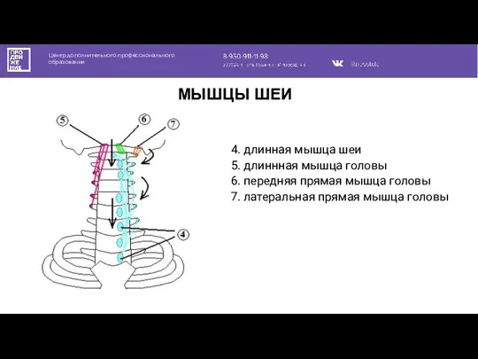 Центр дополнительного профессионального образования МЫШЦЫ ШЕИ 4. длинная мышца шеи 5. длиннная