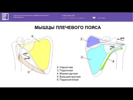 Центр дополнительного профессионального образования МЫШЦЫ ПЛЕЧЕВОГО ПОЯСА 2. Надостная 3. Подостная 4