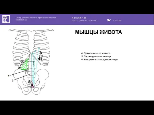 Центр дополнительного профессионального образования 4. Прямая мышца живота 5. Пирамидальная мышца 6.