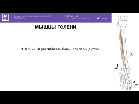 Центр дополнительного профессионального образования МЫШЦЫ ГОЛЕНИ 3. Длинный разгибатель большого пальца стопы