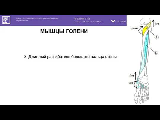 Центр дополнительного профессионального образования МЫШЦЫ ГОЛЕНИ 3. Длинный разгибатель большого пальца стопы