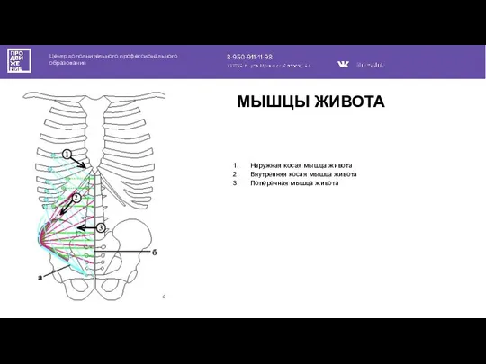 Центр дополнительного профессионального образования Наружная косая мышца живота Внутренняя косая мышца живота