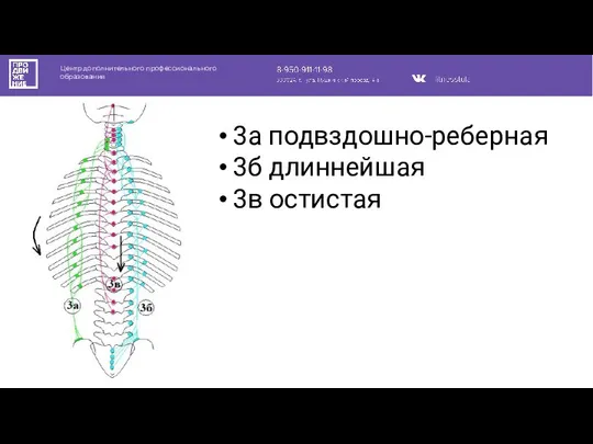 Центр дополнительного профессионального образования 3а подвздошно-реберная 3б длиннейшая 3в остистая