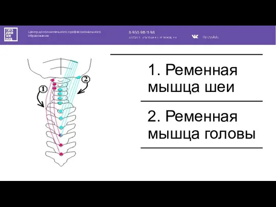 Центр дополнительного профессионального образования 1. Ременная мышца шеи 2. Ременная мышца головы