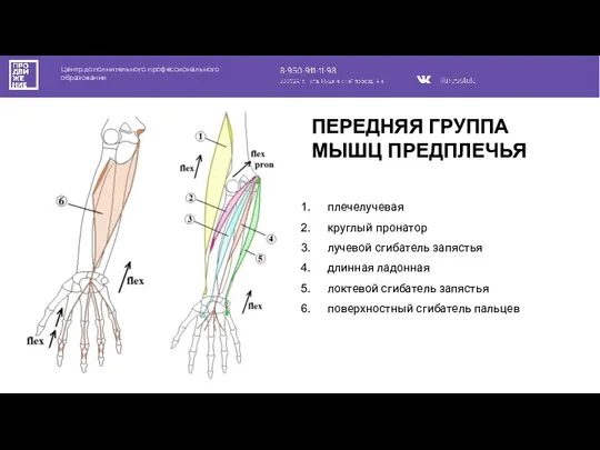 Центр дополнительного профессионального образования плечелучевая круглый пронатор лучевой сгибатель запястья длинная ладонная