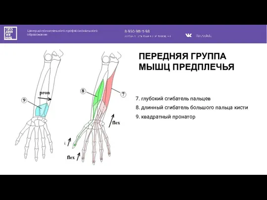 Центр дополнительного профессионального образования 7. глубокий сгибатель пальцев 8. длинный сгибатель большого