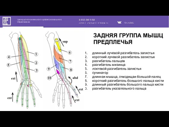 Центр дополнительного профессионального образования длинный лучевой разгибатель запястья короткий лучевой разгибатель запястья