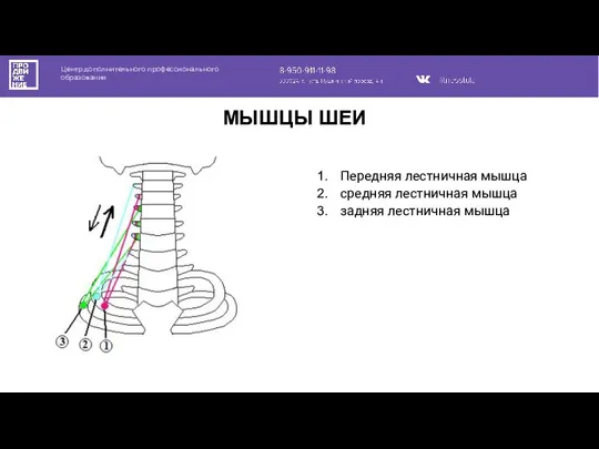 Центр дополнительного профессионального образования МЫШЦЫ ШЕИ Передняя лестничная мышца средняя лестничная мышца задняя лестничная мышца