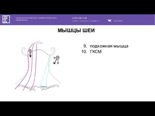 Центр дополнительного профессионального образования МЫШЦЫ ШЕИ подкожная мышца ГКСМ