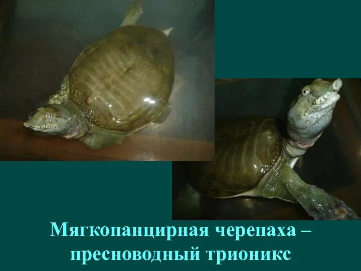 Мягкопанцирная черепаха – пресноводный трионикс