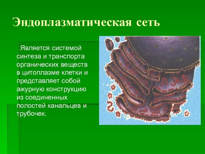 Эндоплазматическая сеть Является системой синтеза и транспорта органических веществ в цитоплазме клетки