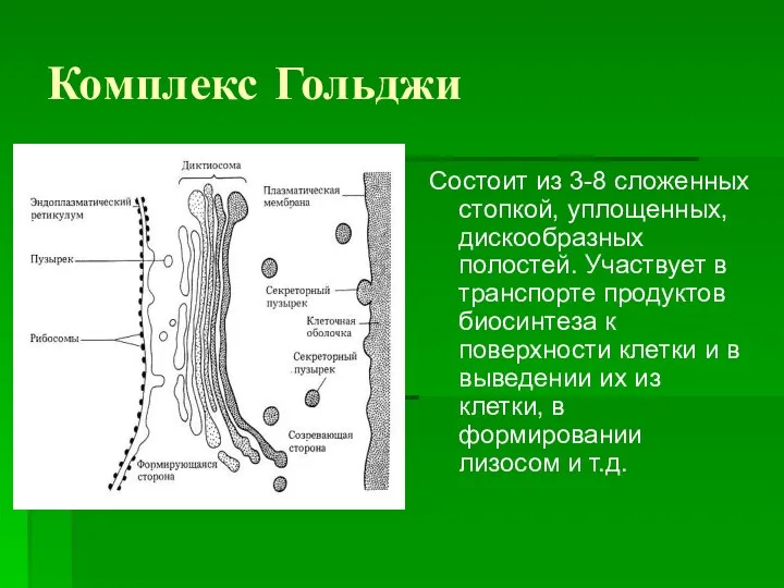 Комплекс Гольджи Состоит из 3-8 сложенных стопкой, уплощенных, дискообразных полостей. Участвует в