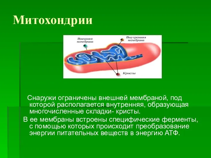 Митохондрии Снаружи ограничены внешней мембраной, под которой располагается внутренняя, образующая многочисленные складки-