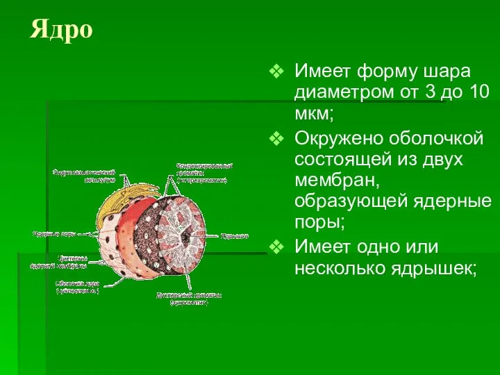 Ядро Имеет форму шара диаметром от 3 до 10 мкм; Окружено оболочкой