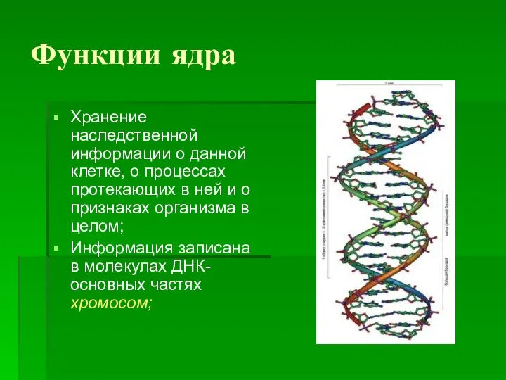 Функции ядра Хранение наследственной информации о данной клетке, о процессах протекающих в