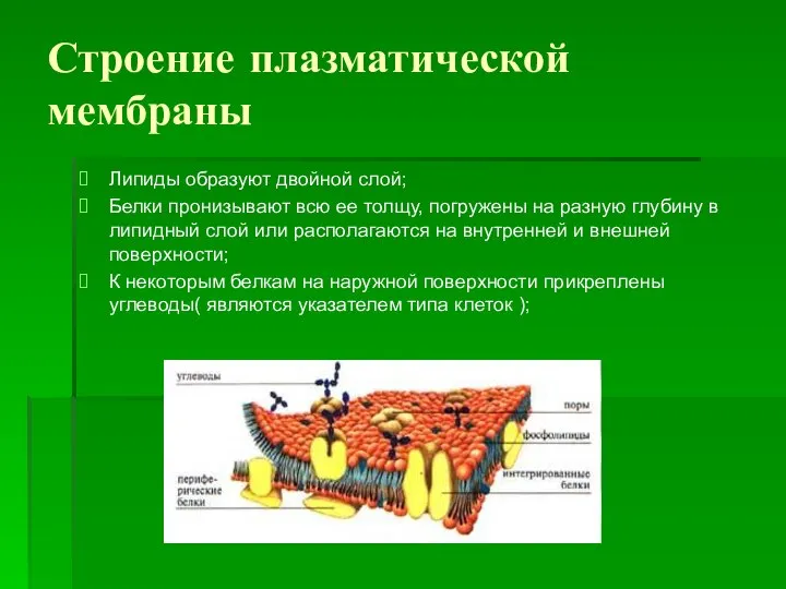 Строение плазматической мембраны Липиды образуют двойной слой; Белки пронизывают всю ее толщу,