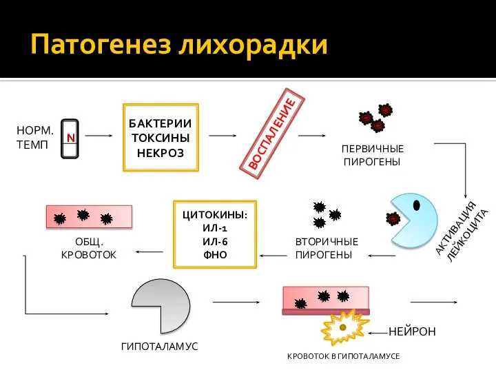 Патогенез лихорадки БАКТЕРИИ ТОКСИНЫ НЕКРОЗ ВОСПАЛЕНИЕ ПЕРВИЧНЫЕ ПИРОГЕНЫ АКТИВАЦИЯ ЛЕЙКОЦИТА ВТОРИЧНЫЕ ПИРОГЕНЫ