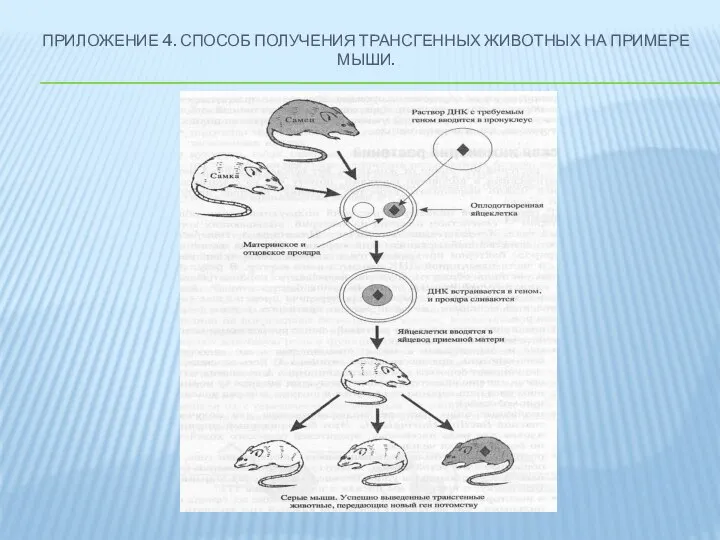 ПРИЛОЖЕНИЕ 4. СПОСОБ ПОЛУЧЕНИЯ ТРАНСГЕННЫХ ЖИВОТНЫХ НА ПРИМЕРЕ МЫШИ.